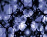 Neurons