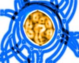 Silicon being